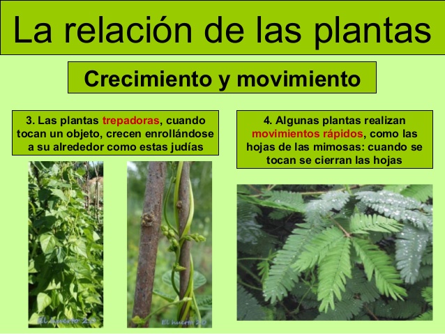 Resultado de imagen de relacion de las plantas